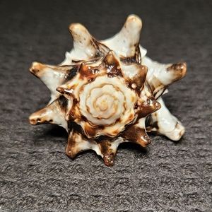 Natural real shell ring